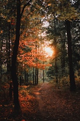 A serene forest path bathed in golden sunset light.
