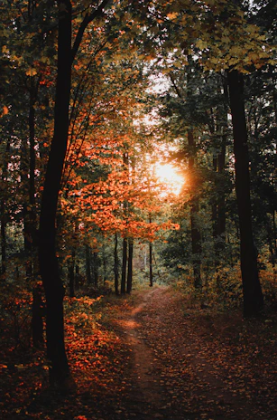A peaceful forest trail at dawn with golden light filtering through tall trees during a sunrise hike.