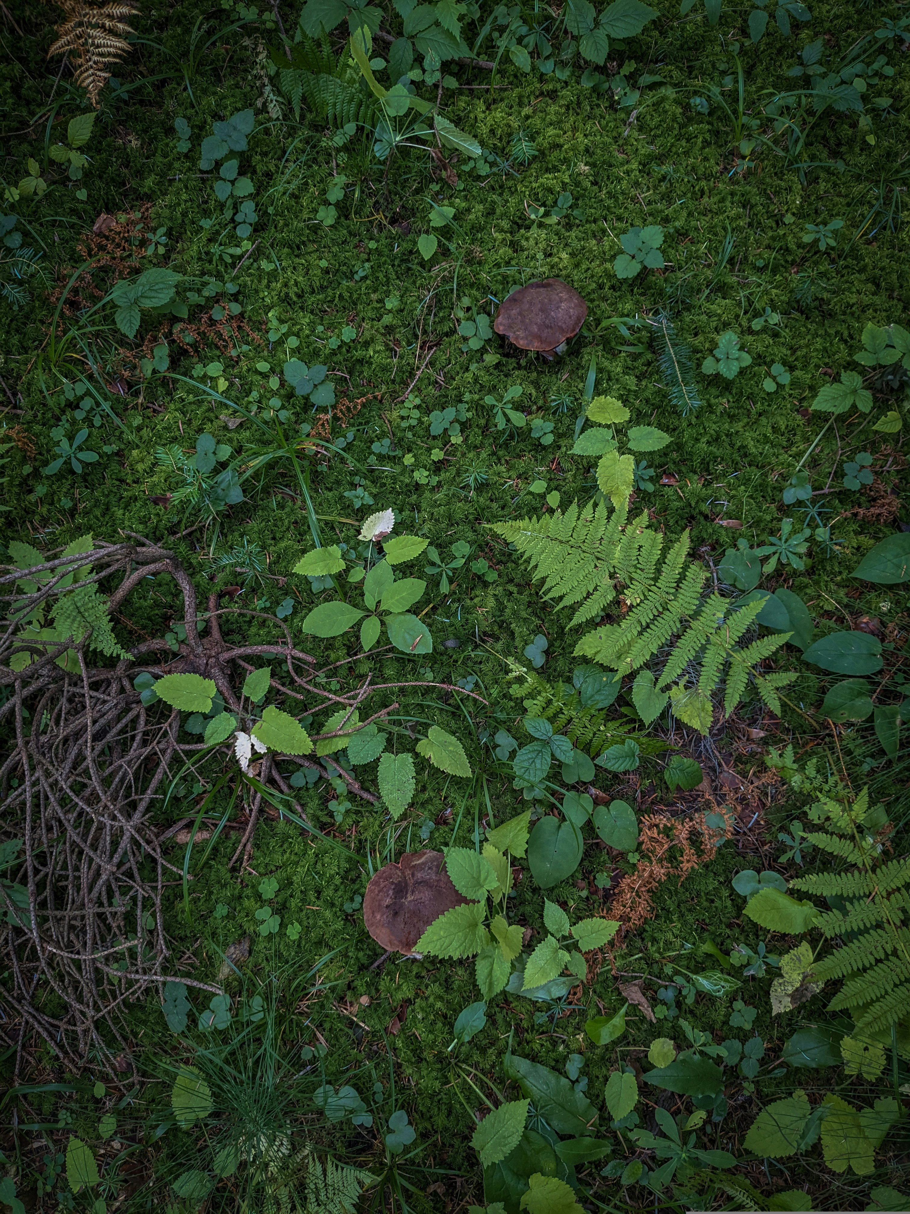 Cuaderno de campo mágico