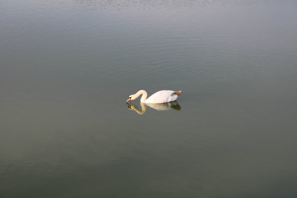 a white swan floating on top of a body of water