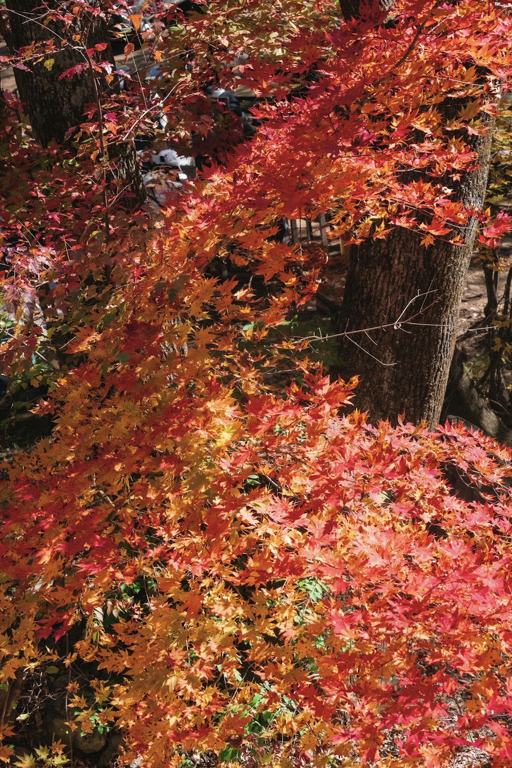 un arbre aux feuilles rouges et jaunes dans une forêt