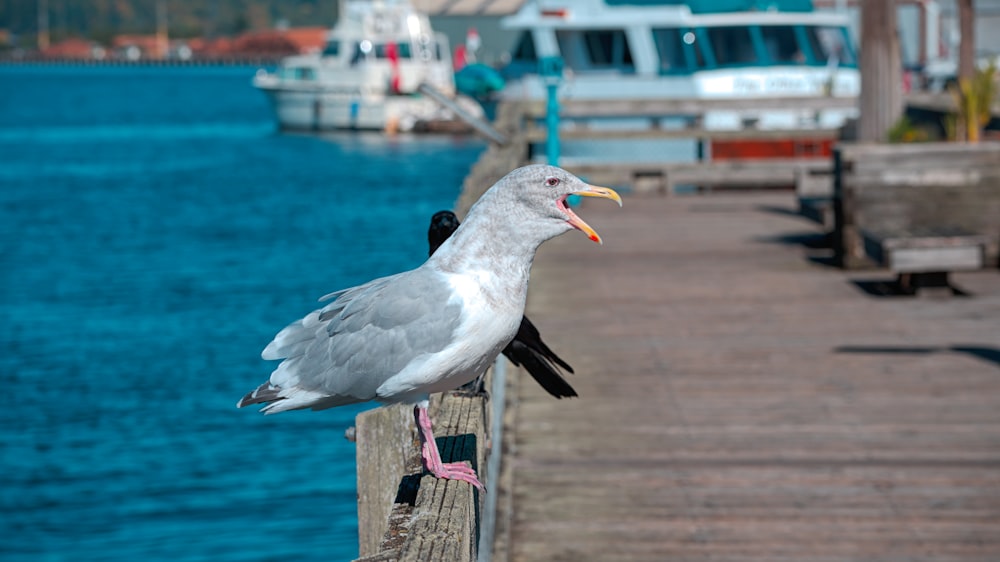 a seagull sitting on a dock with a boat in the background