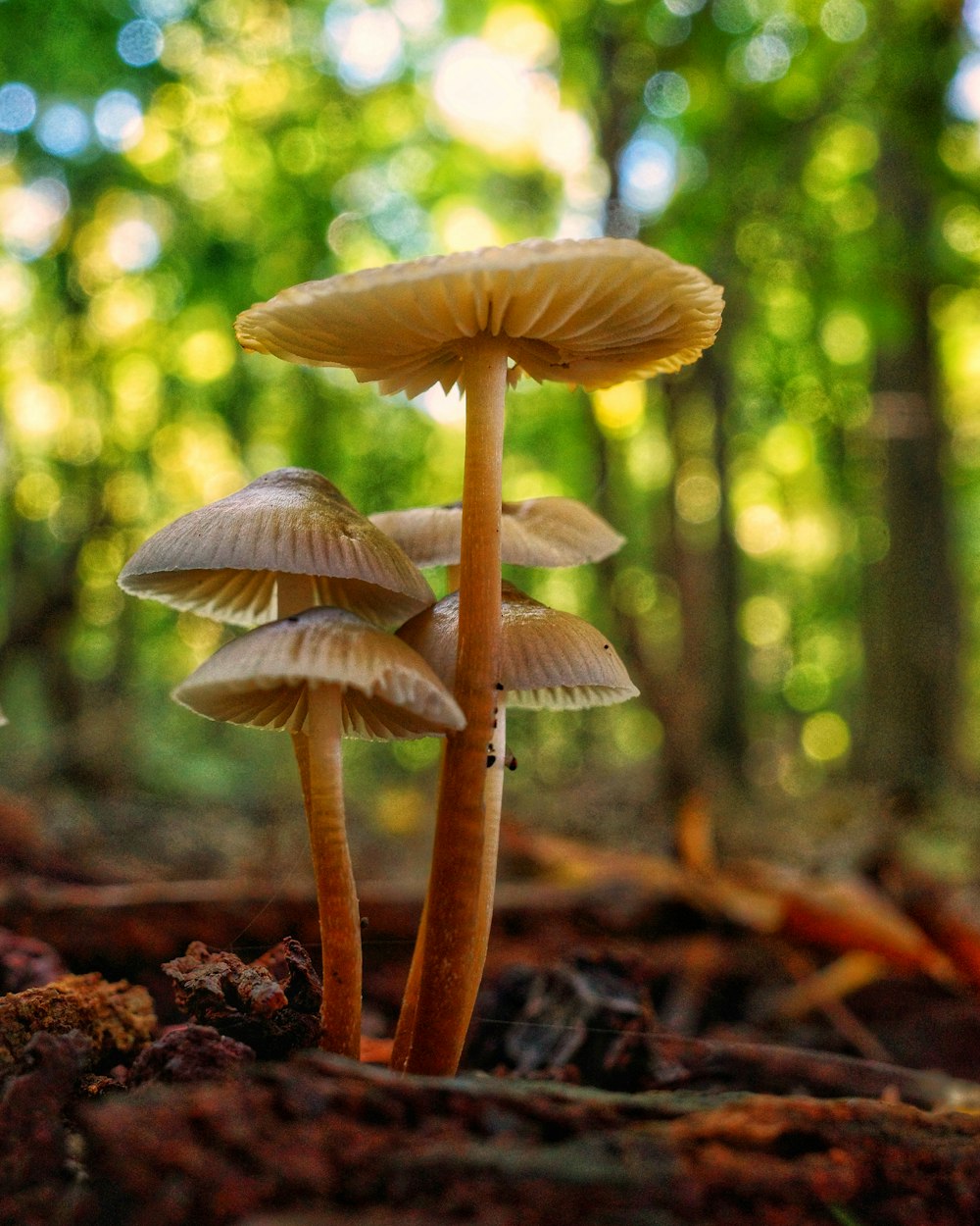 a group of mushrooms sitting on top of a forest floor