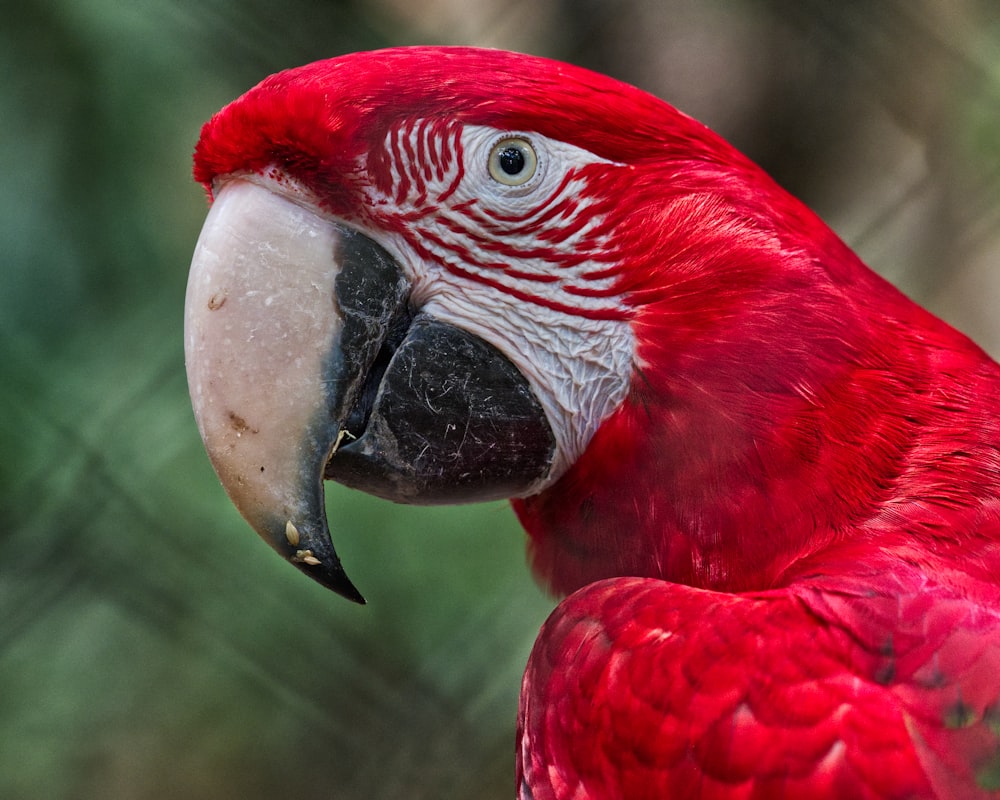 a close up of a red parrot with a green background