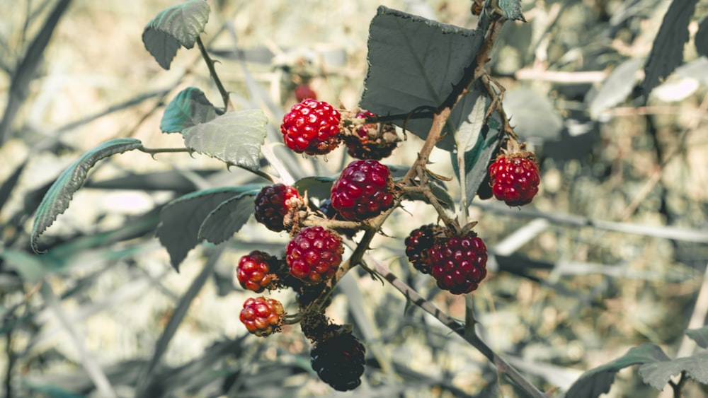 a bunch of berries hanging from a tree