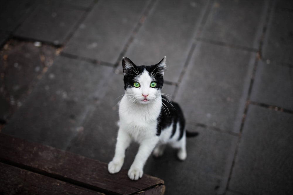 a black and white cat with green eyes sitting on a bench