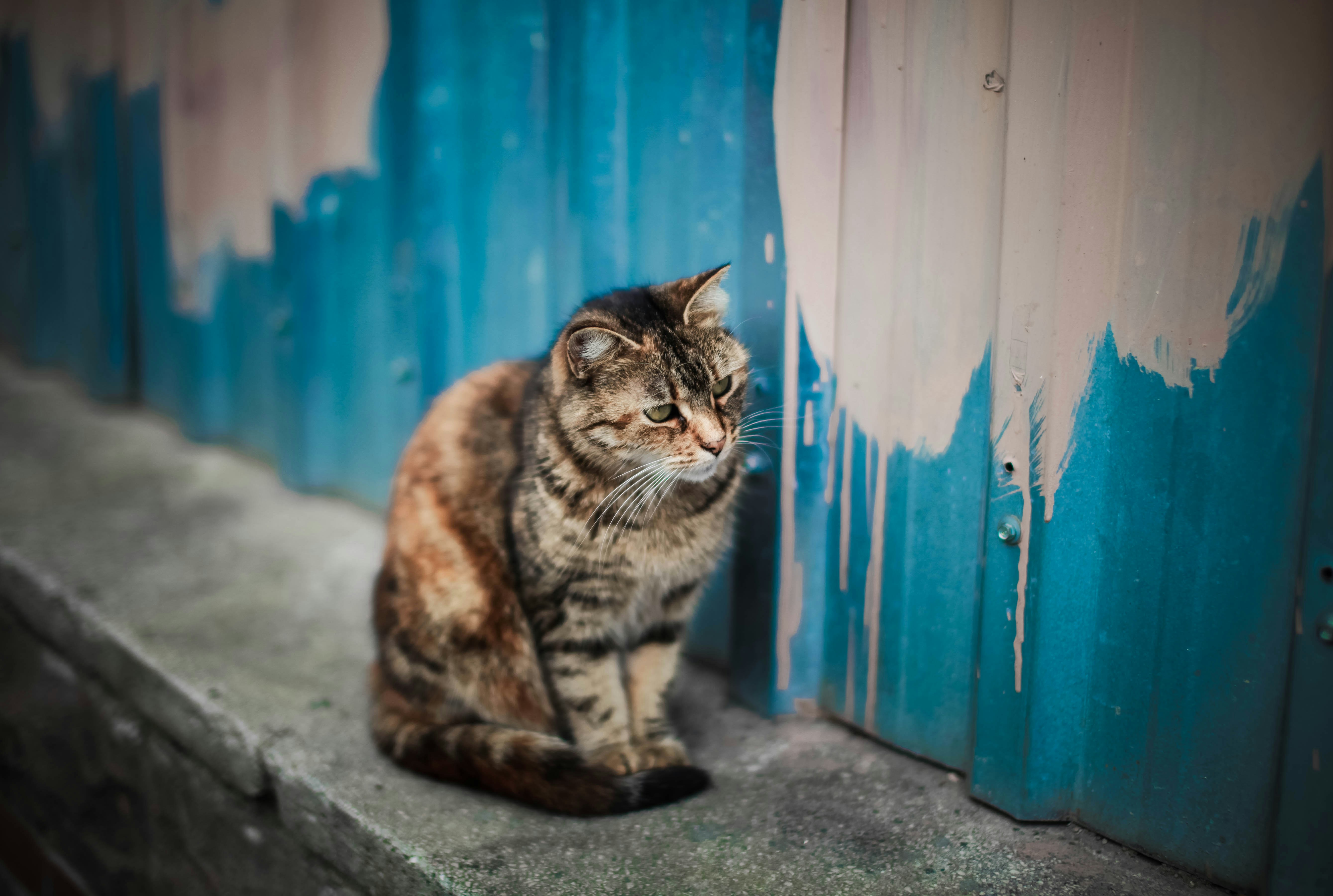 a cat sitting on a ledge in front of a blue wall
