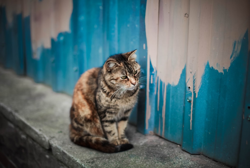 a cat sitting on a ledge in front of a blue wall