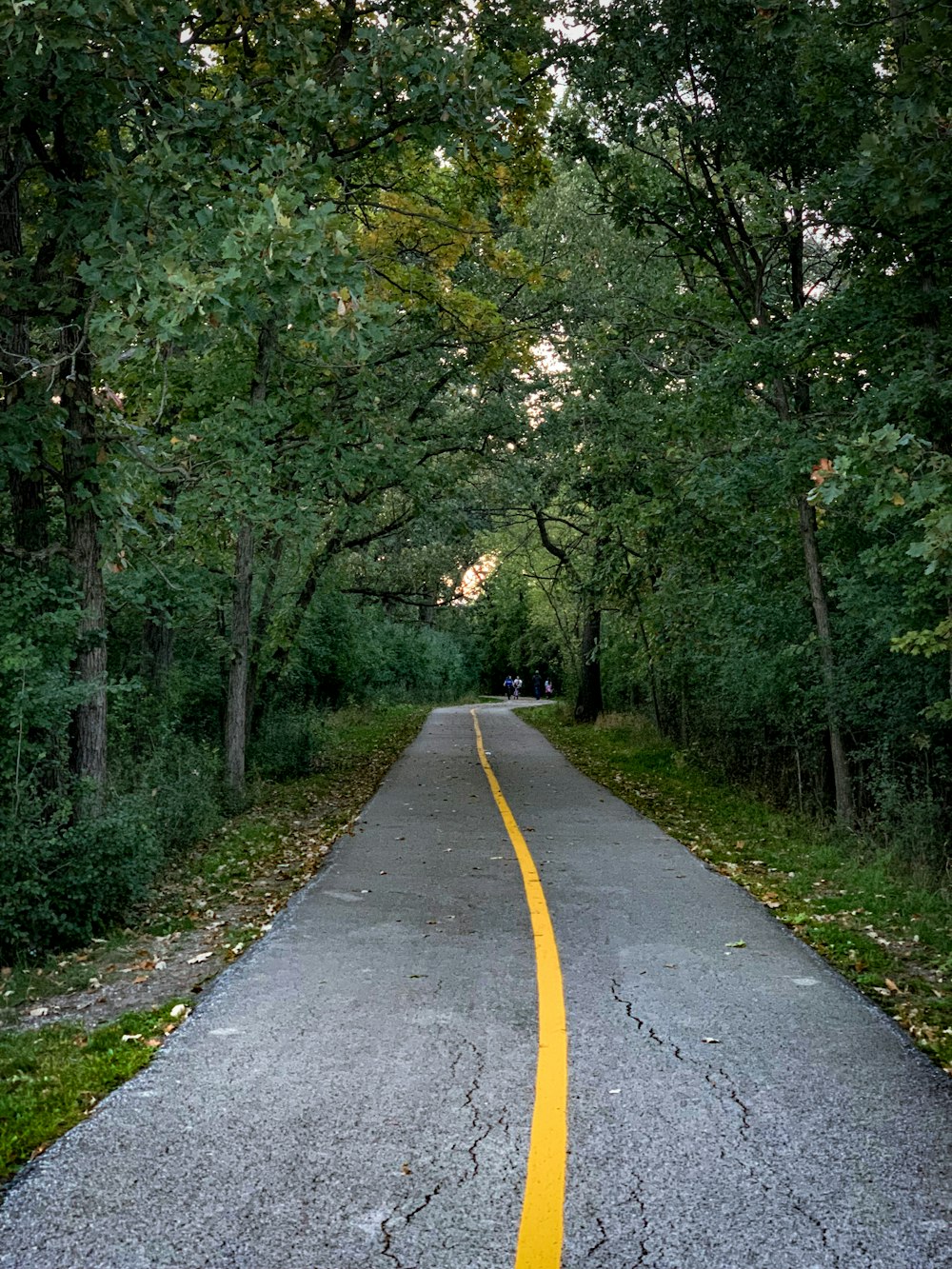 une ligne jaune sur une route pavée entourée d’arbres