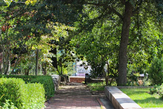 A peaceful garden pathway bordered by lush greenery and trimmed hedges under soft natural light.