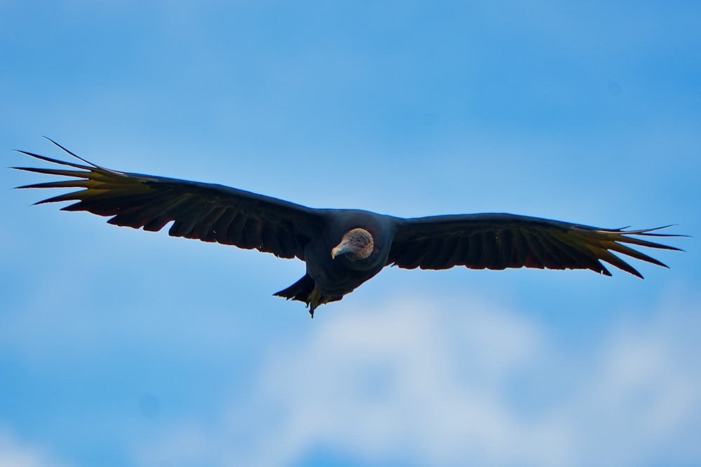 a large bird flying through a blue sky