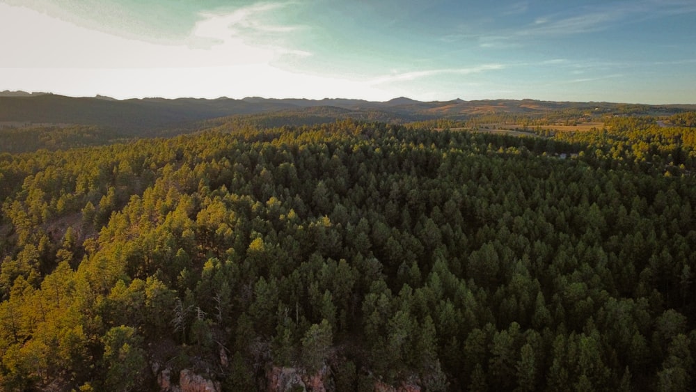 an aerial view of a forest with a mountain in the background