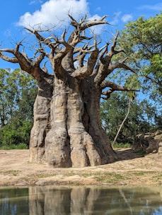 A majestic baobab tree with deep roots symbolizing growth and stability against a navy blue background.