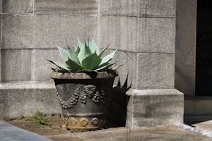 Wall Planter