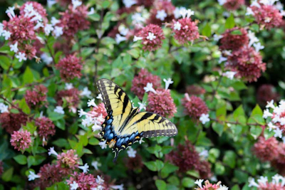 Bright butterflies fluttering over a patch of freshly tended flowers.