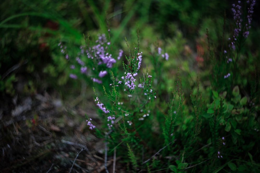 a close up of a plant with purple flowers