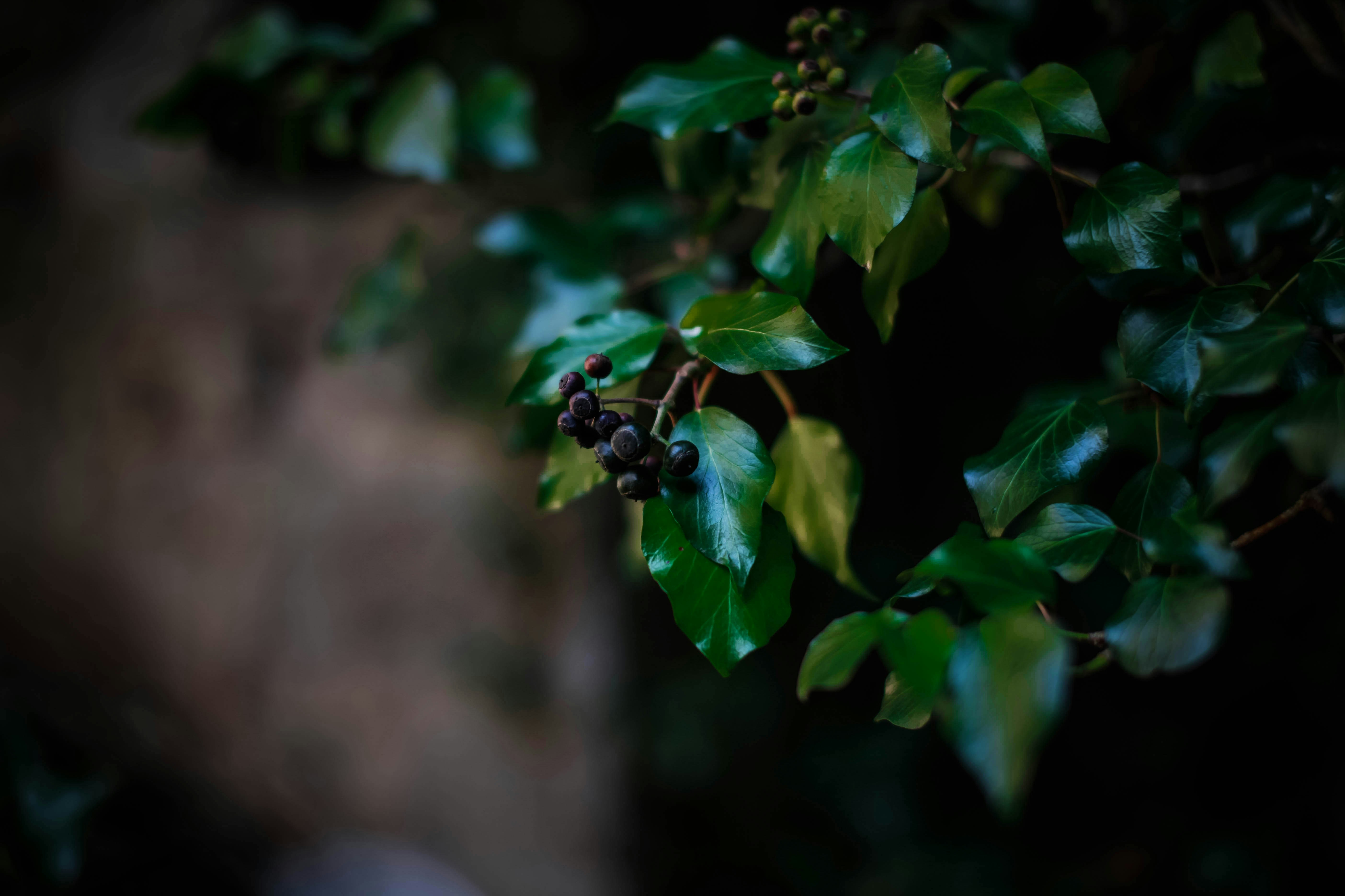 a branch of a tree with green leaves