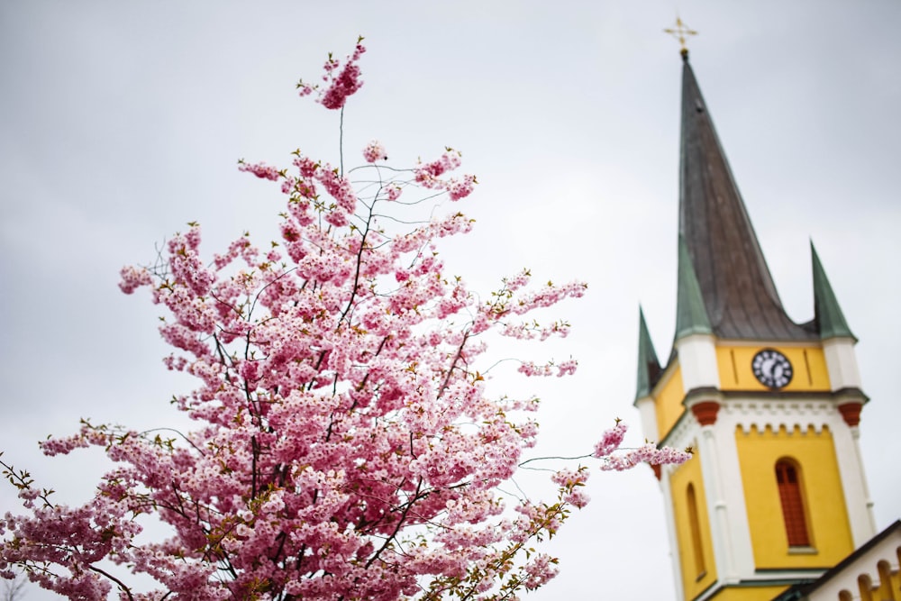 a tree with pink flowers in front of a church steeple