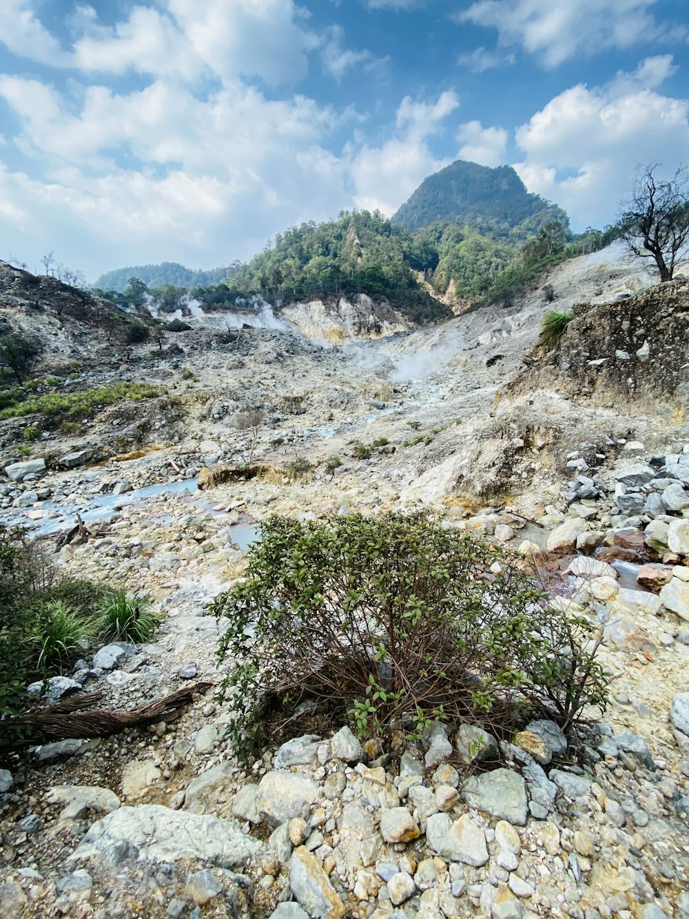 a rocky area with a small bush growing out of it