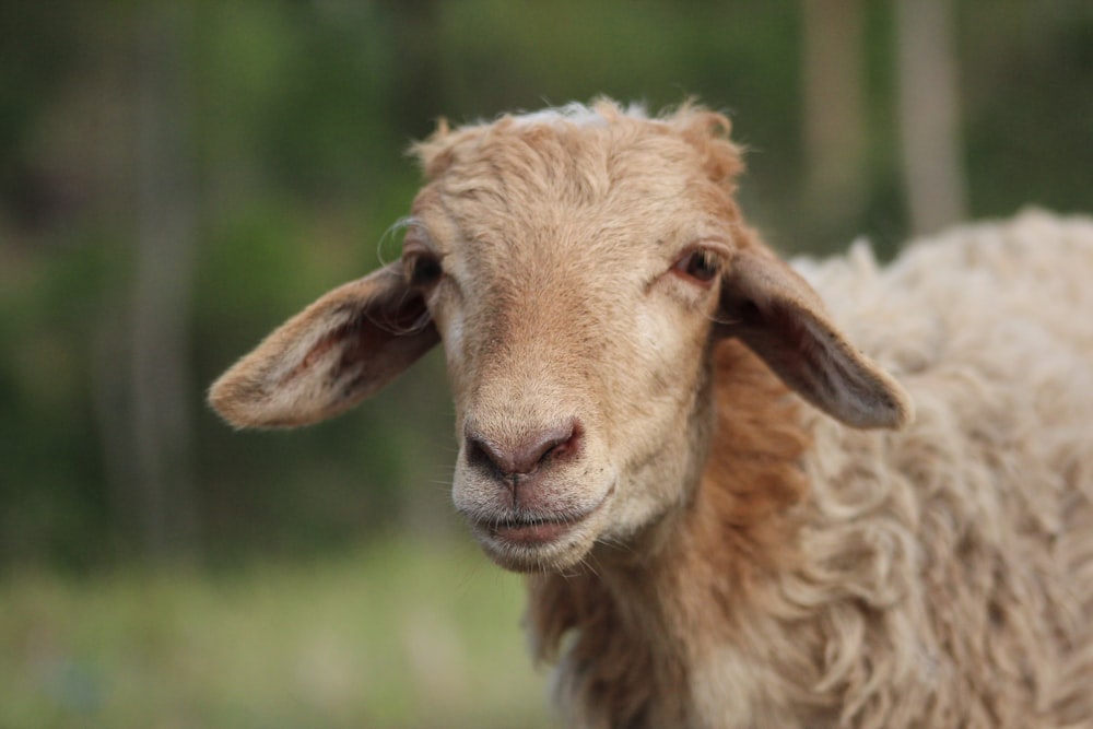 a close up of a sheep with a blurry background