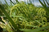 Lush green stalks of rice plants with clusters of rice grains ready for harvest. The plants sway slightly in the breeze, surrounded by other stalks in a dense field.