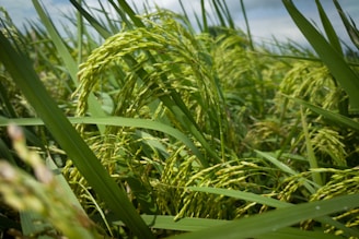 Lush green stalks of rice plants with clusters of rice grains ready for harvest. The plants sway slightly in the breeze, surrounded by other stalks in a dense field.