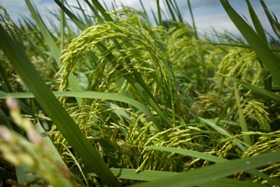Bundles of freshly harvested stone-free standard rice ready for packaging.
