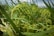 Lush green stalks of rice plants with clusters of rice grains ready for harvest. The plants sway slightly in the breeze, surrounded by other stalks in a dense field.