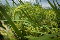 Lush green stalks of rice plants with clusters of rice grains ready for harvest. The plants sway slightly in the breeze, surrounded by other stalks in a dense field.