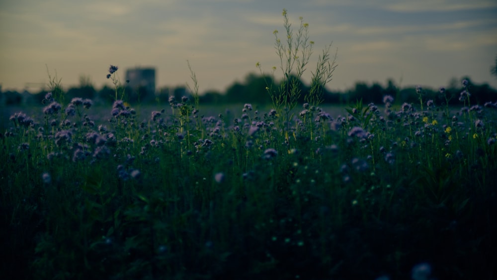 a field full of purple flowers with a city in the background