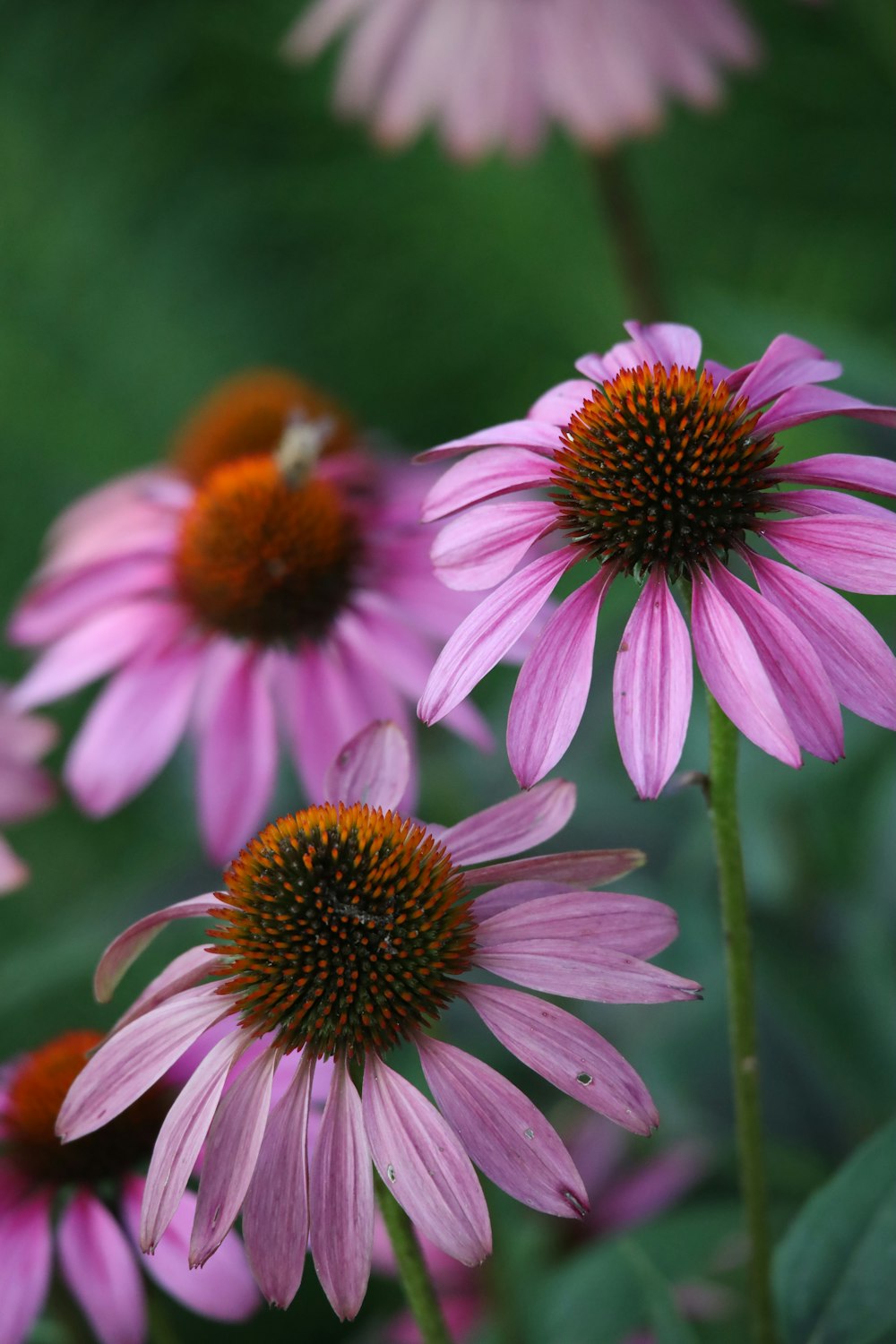 a close up of a bunch of pink flowers