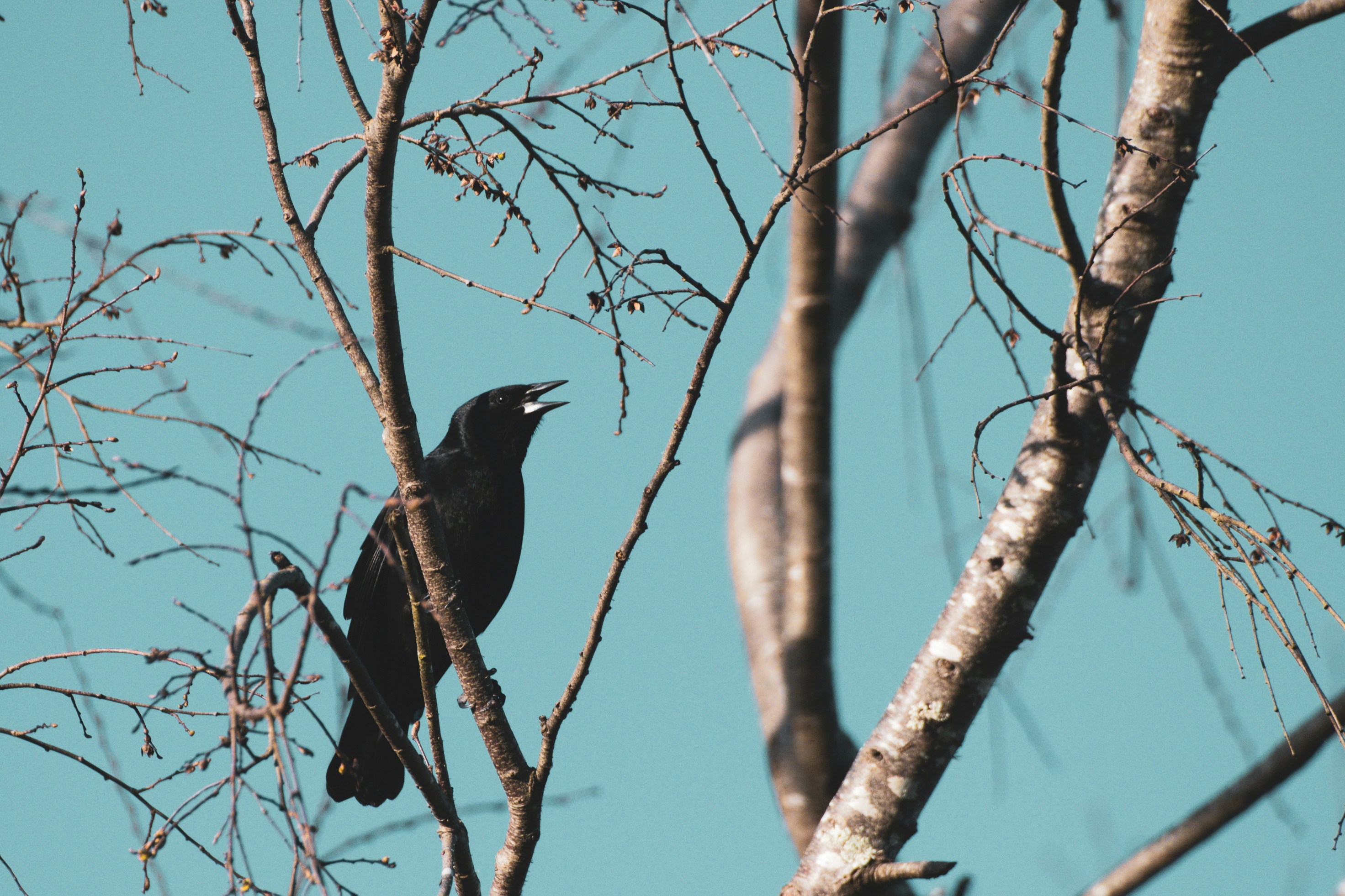 a black bird perched on a tree branch