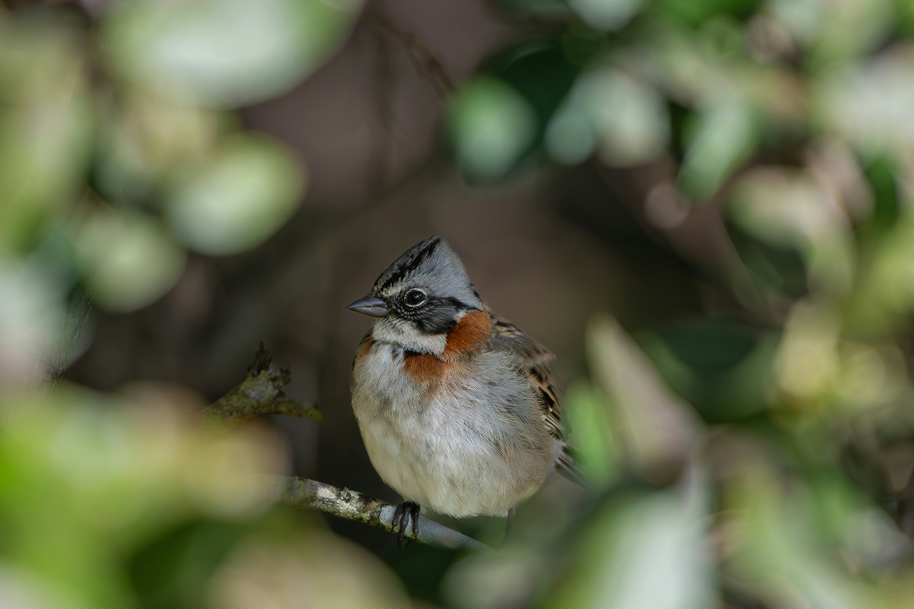 a small bird perched on top of a tree branch