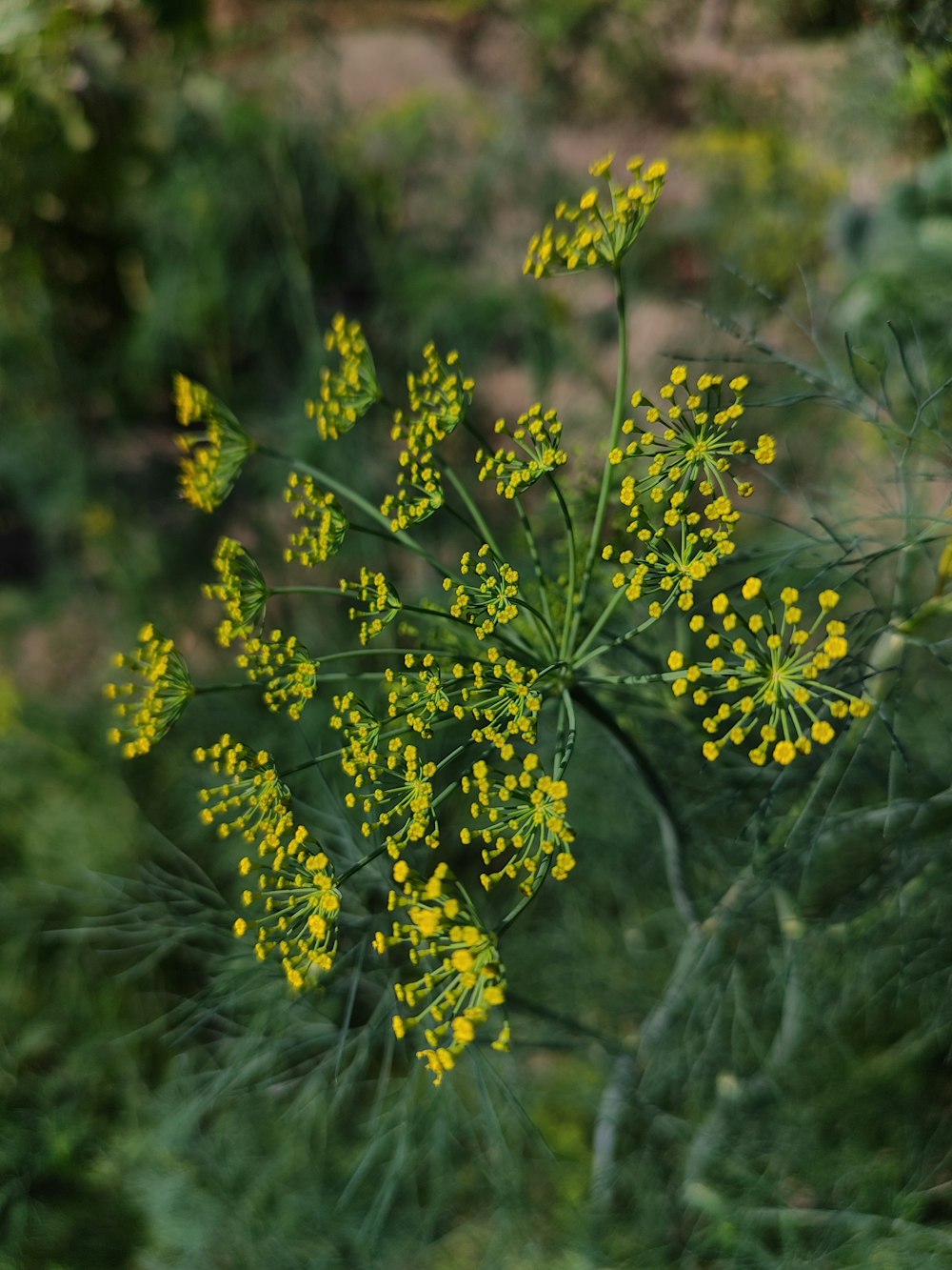 a close up of a plant with yellow flowers