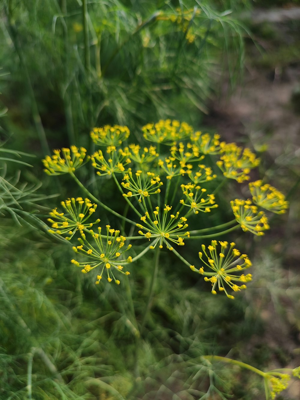 a bunch of yellow flowers in a field