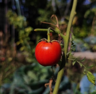 a close up of a tomato on a plant