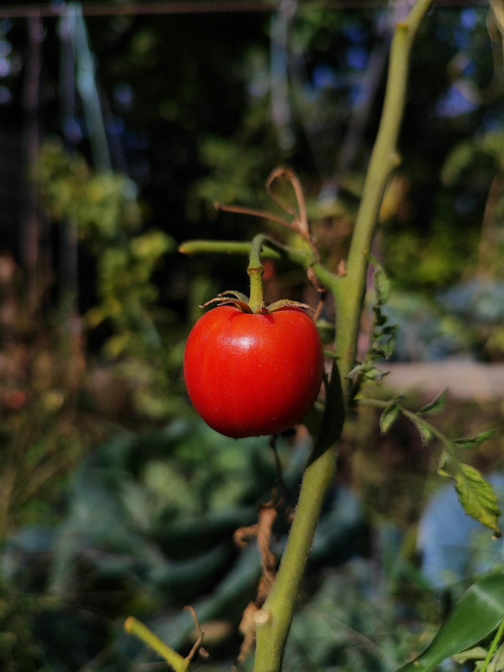 a close up of a tomato on a plant