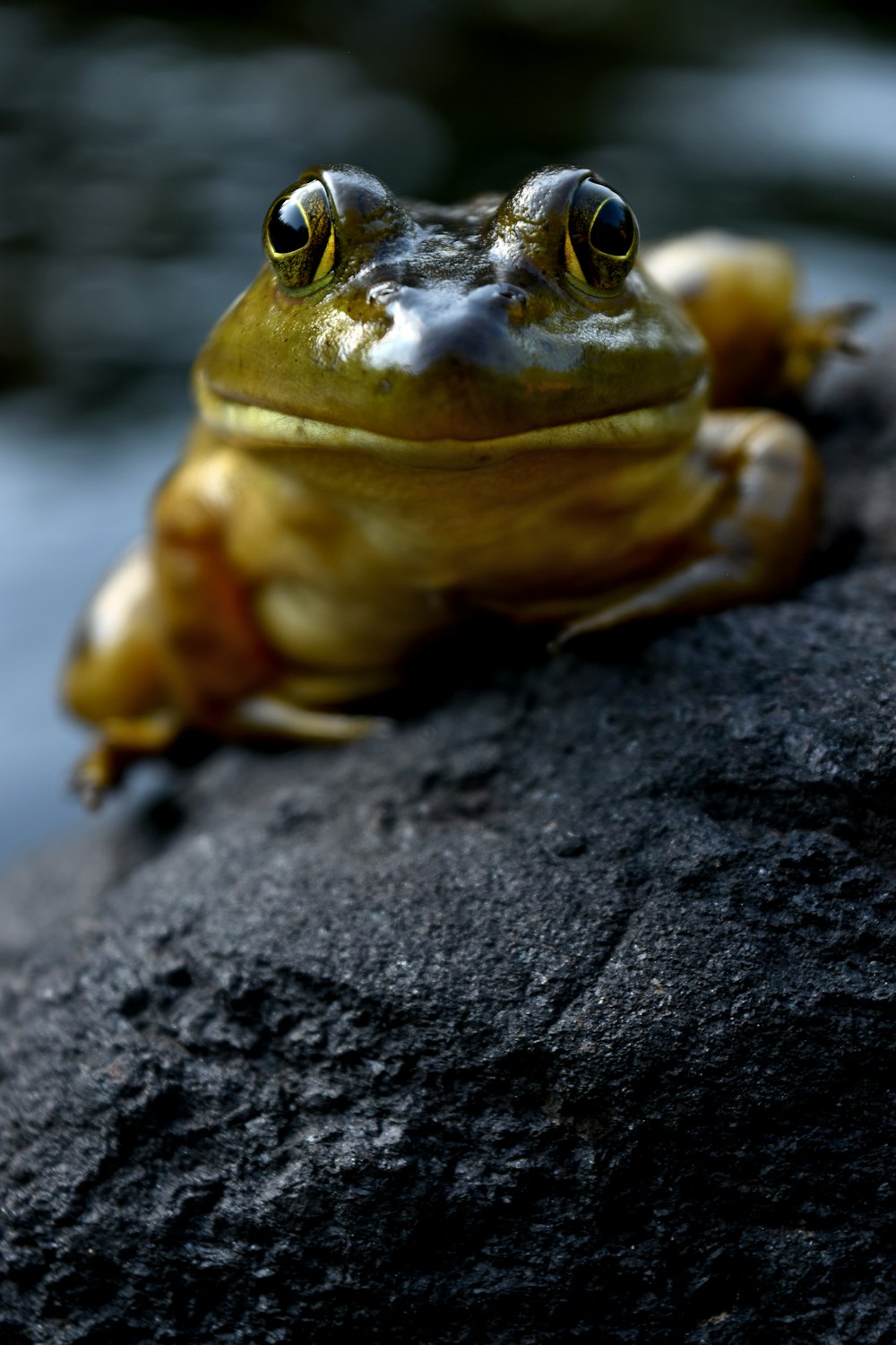 a frog sitting on top of a rock next to a body of water