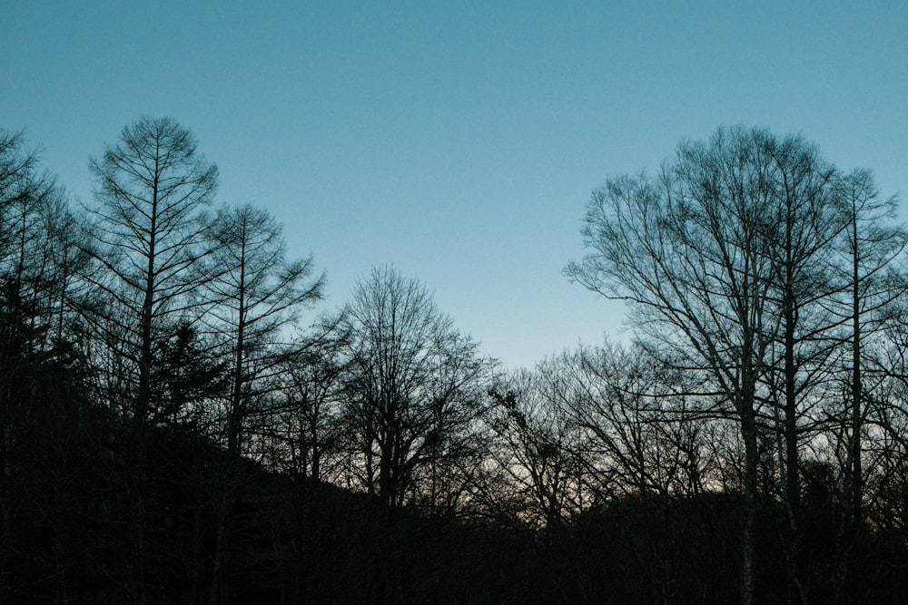 a group of trees that are standing in the grass