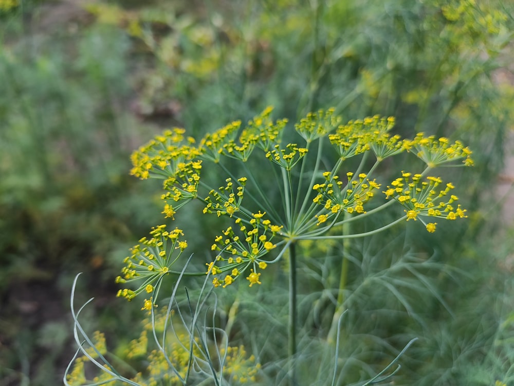 a close up of a plant with yellow flowers