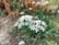 A honeybee is perched on a cluster of small white wildflowers with green stems. The background consists of blurred greenery and brownish foliage, giving a natural, outdoor setting.
