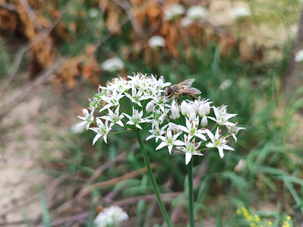 A honeybee is perched on a cluster of small white wildflowers with green stems. The background consists of blurred greenery and brownish foliage, giving a natural, outdoor setting.