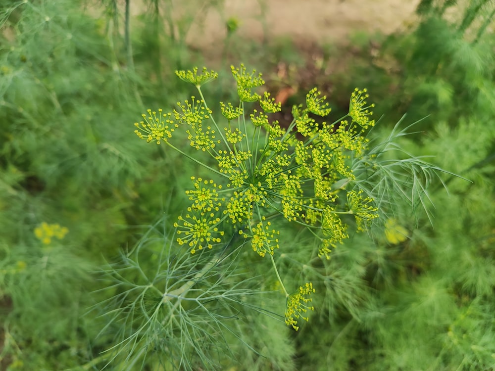 a close up of a plant in a field