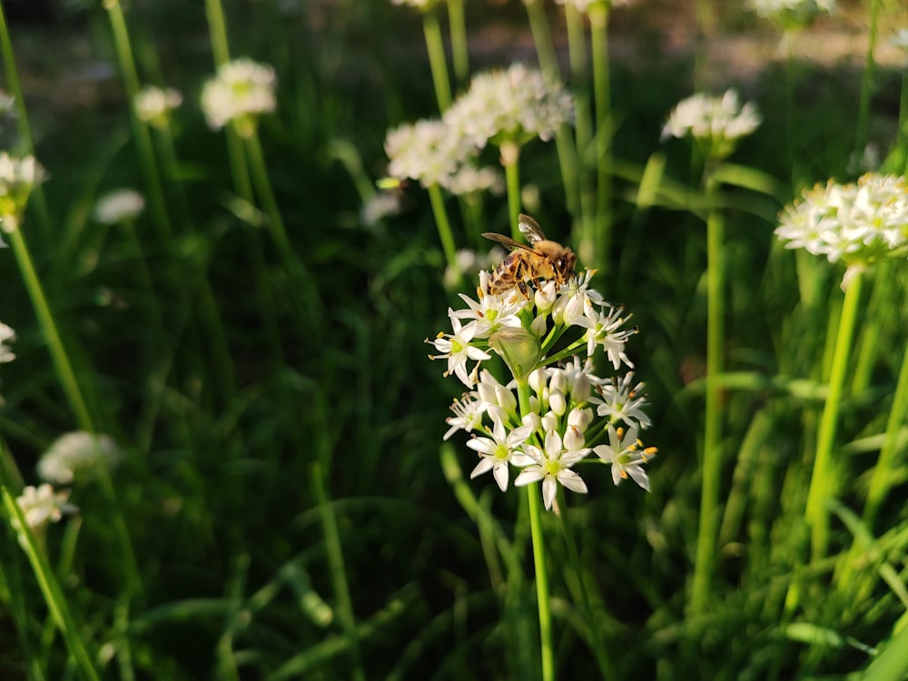 a bee sitting on a white flower in a field