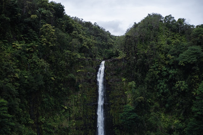A tall waterfall cascades down a sheer cliff surrounded by dense, lush green rainforest. The scene is natural and serene, with vivid foliage dominating the landscape.