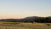 A serene farm landscape showcasing rows of crops and a barn in the background.