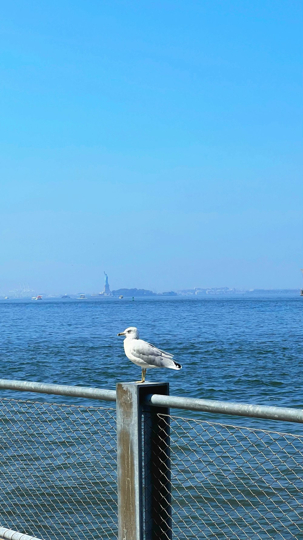 a seagull sitting on a fence near the ocean