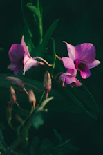 A vibrant close-up of blooming orchids in Singapore’s lush garden, bathed in soft morning light.