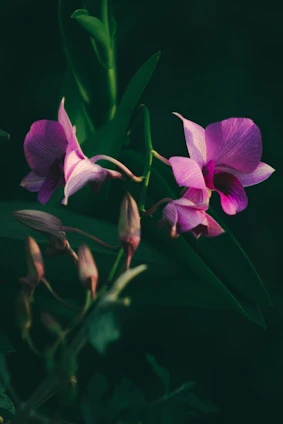 A vibrant close-up of blooming orchids in Singapore’s lush garden, bathed in soft morning light.