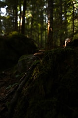 A serene woodland scene with sunlight filtering through trees onto mycelium.